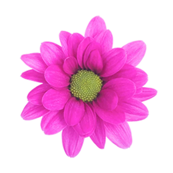 Vibrant Pink Daisy Flower PNG Transparent Background
