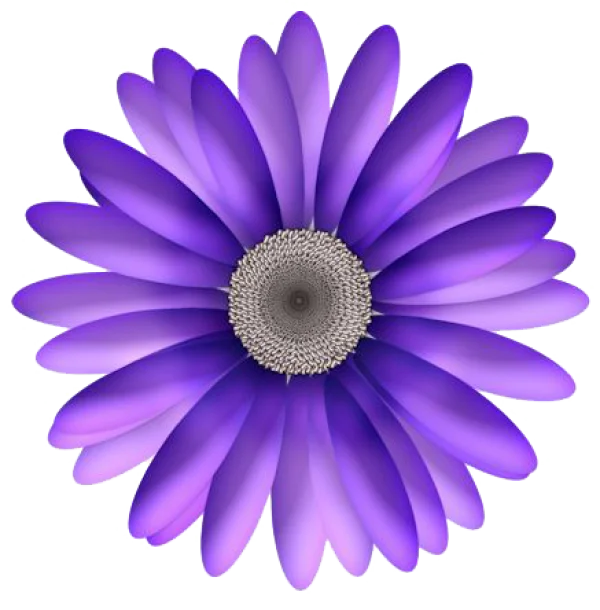 Vibrant Purple Gerbera Daisy PNG Transparent Background