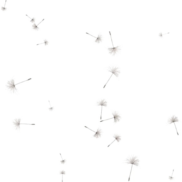 Floating Dandelion Seeds PNG Transparent Background