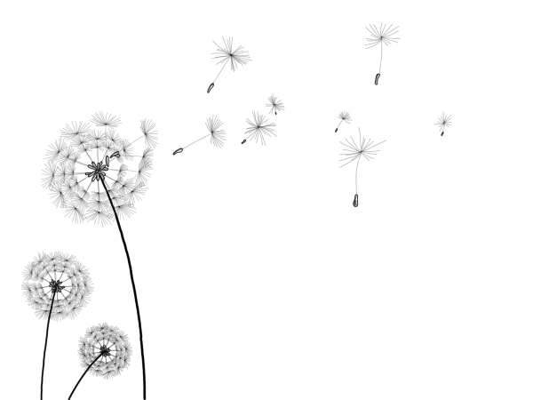 Blowing Dandelion Seeds PNG Transparent Background