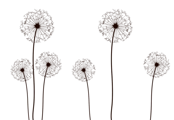 Brown Dandelion Silhouettes Transparent PNG