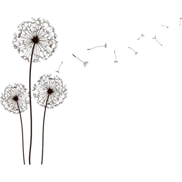Dandelion Seeds Blowing PNG Transparent Background