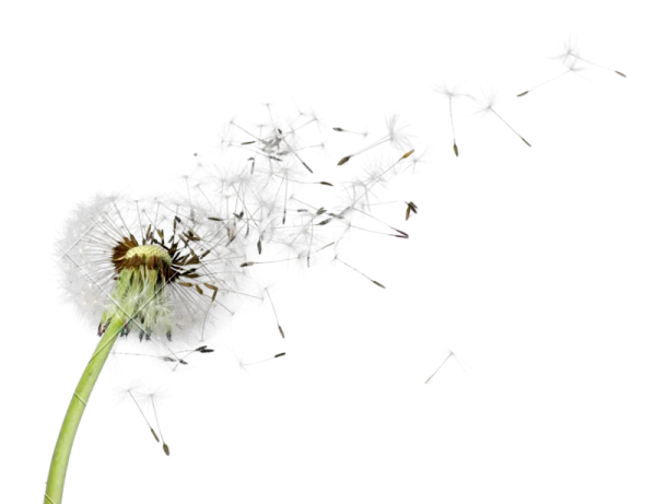 Dandelion Blowing Seeds PNG Transparent Background
