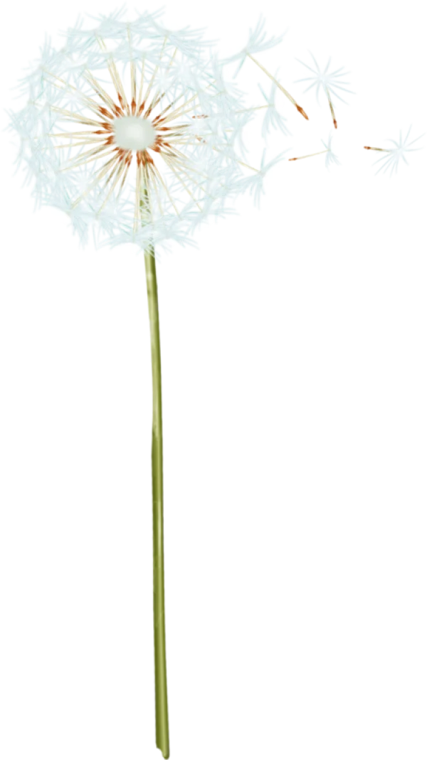 Dandelion With Seeds Blowing PNG Transparent Background