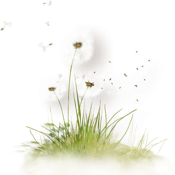 Dandelions with Blowing Seeds and Grass PNG Transparent