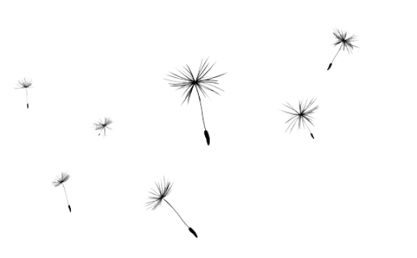 Flying Dandelion Seeds PNG Transparent Background