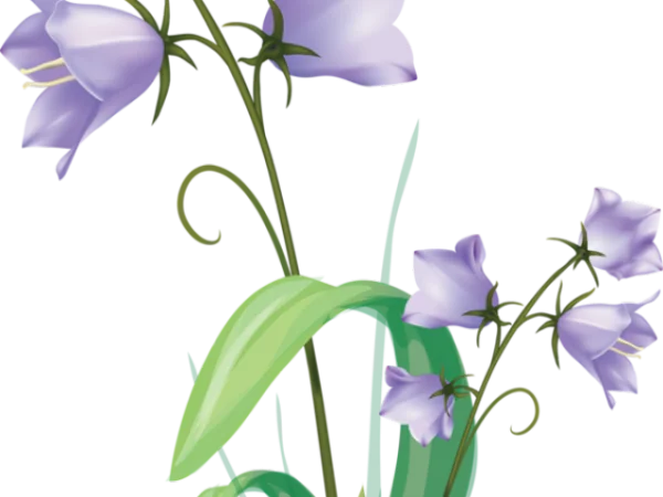 Purple Bellflower Cluster PNG Transparent Background