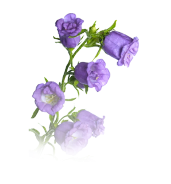 Purple Bellflowers Branch PNG Transparent Background
