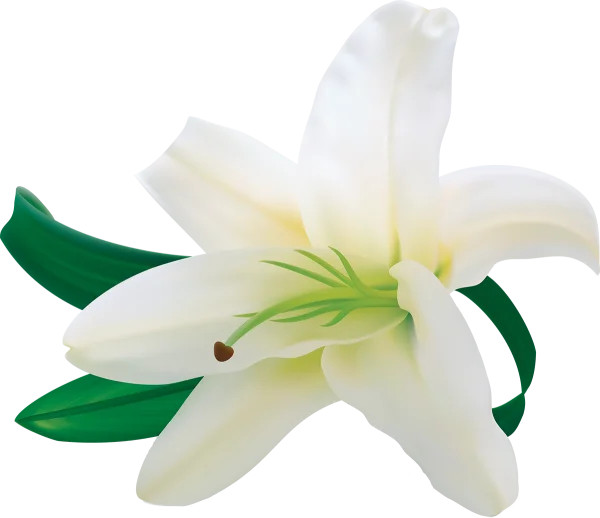 White Lily Flower PNG Transparent Background