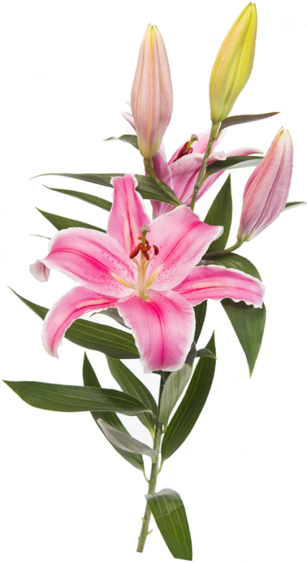 Pink Lily Flowers PNG Transparent Background