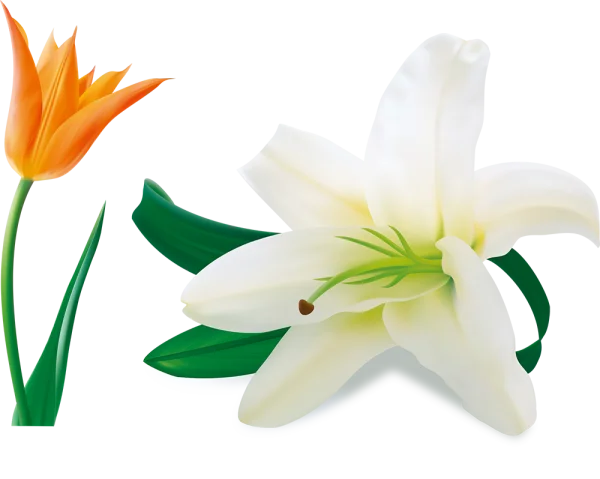 Orange Tulip and White Lily Flowers PNG