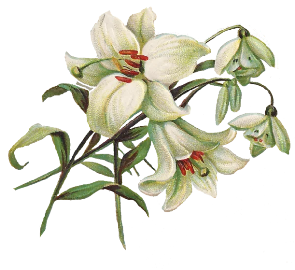 Vintage White Lilies and Snowdrops Bouquet PNG