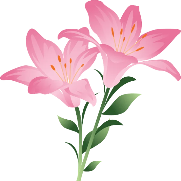 Pink Lilies Flower PNG Transparent Background