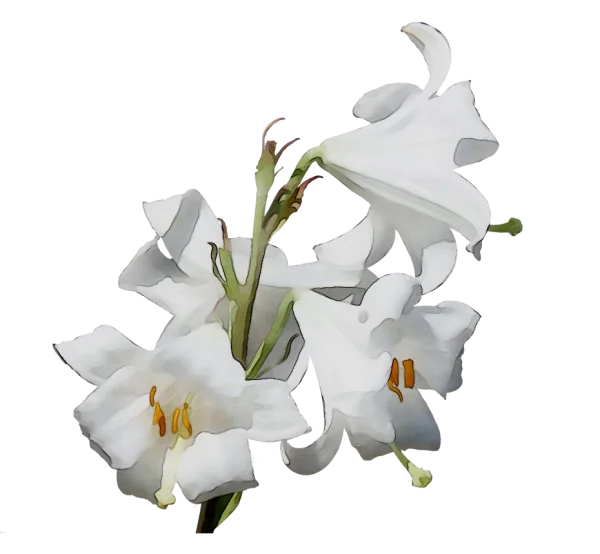 White Lily Flowers Transparent PNG