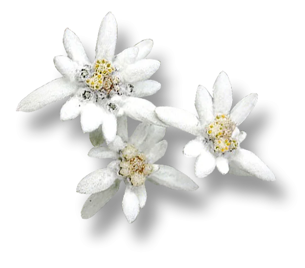 Edelweiss Flowers Transparent PNG
