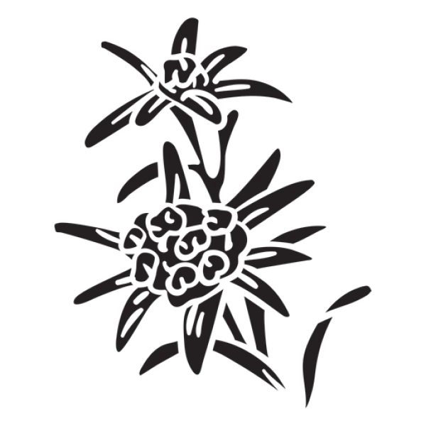 Edelweiss Flower Outline PNG Transparent Background