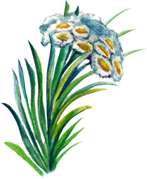 Watercolor Botanical Flowering Plant PNG Transparent Background