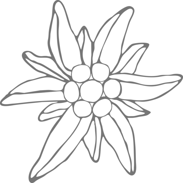 Edelweiss Flower Outline PNG Transparent Background