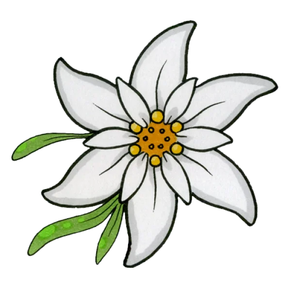 Edelweiss Flower Illustration PNG Transparent Background