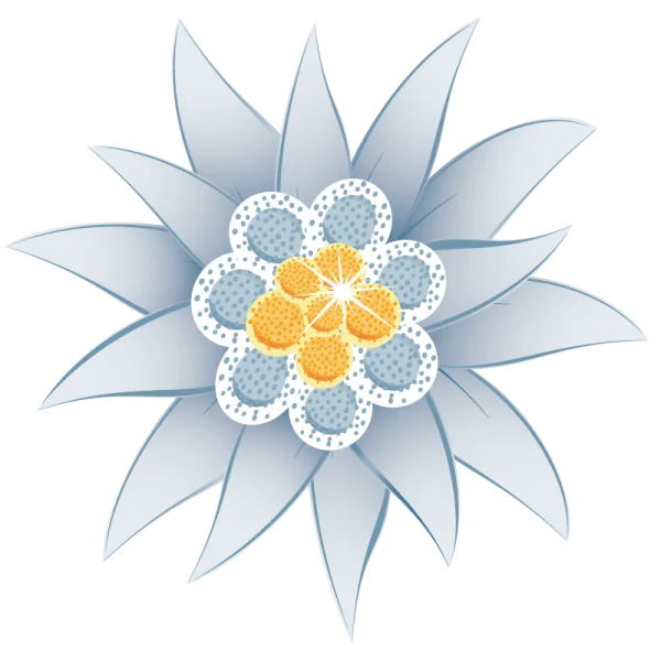 Edelweiss Flower Illustration PNG Transparent Background