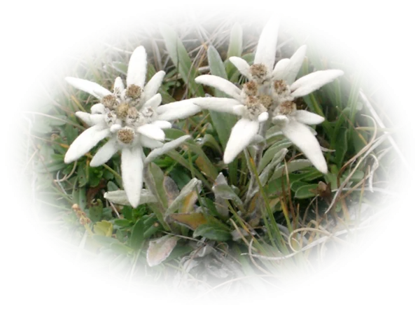 Edelweiss Flowers PNG Transparent Background