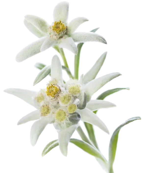 Edelweiss Flowers PNG Transparent Background