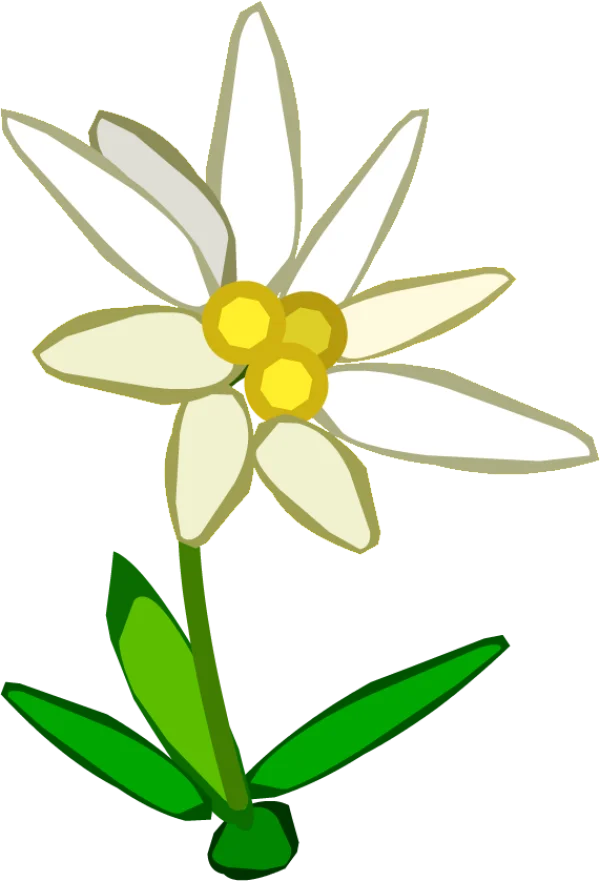 Cartoon Edelweiss Flower Transparent PNG