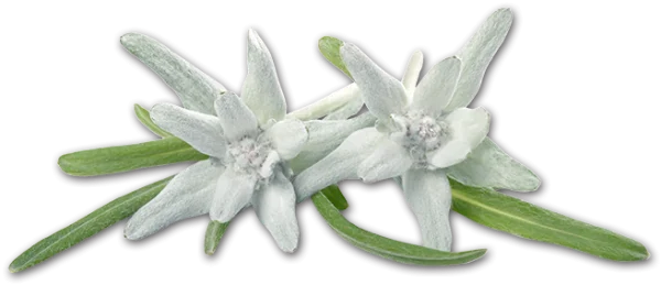 Edelweiss Flowers PNG Transparent Background