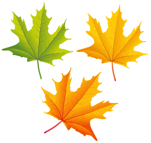 Autumn Maple Leaves PNG Transparent Background