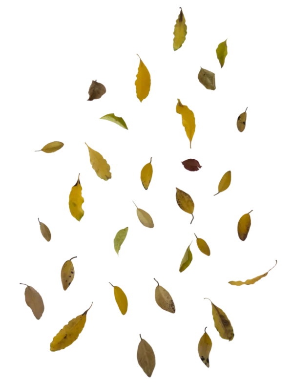 Scattered Autumn Leaves PNG Transparent Background