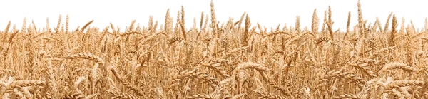 Golden Wheat Field Crop PNG Transparent Background