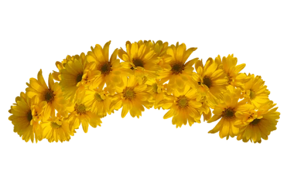 Yellow Daisy Flower Border PNG Transparent