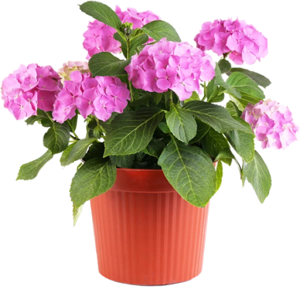 Potted Pink Hydrangea Plant PNG Transparent Background