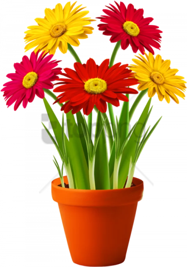 Potted Colorful Gerbera Flowers PNG Transparent Background