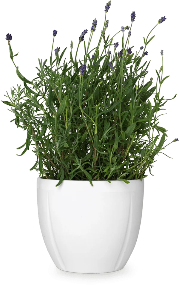 Potted Lavender Plant PNG Transparent Background
