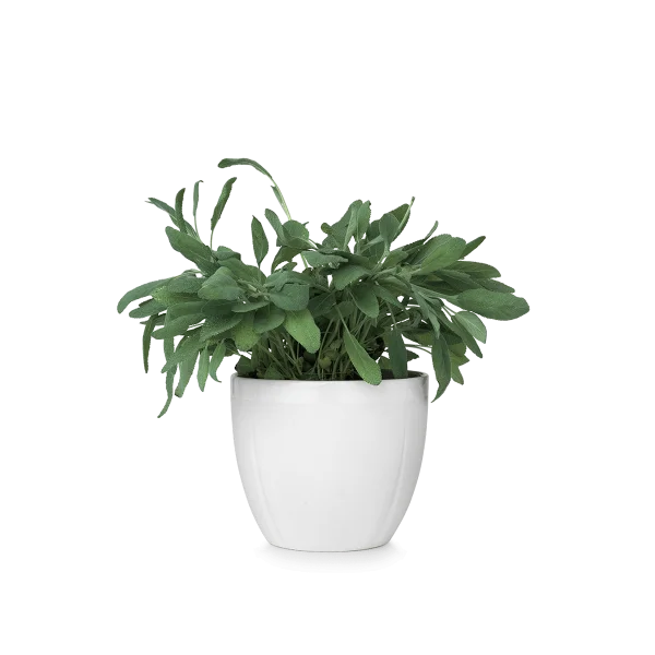 Potted Sage Plant PNG Transparent Background