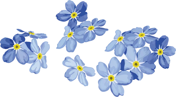 Blue Forget-Me-Not Flowers PNG Transparent Background