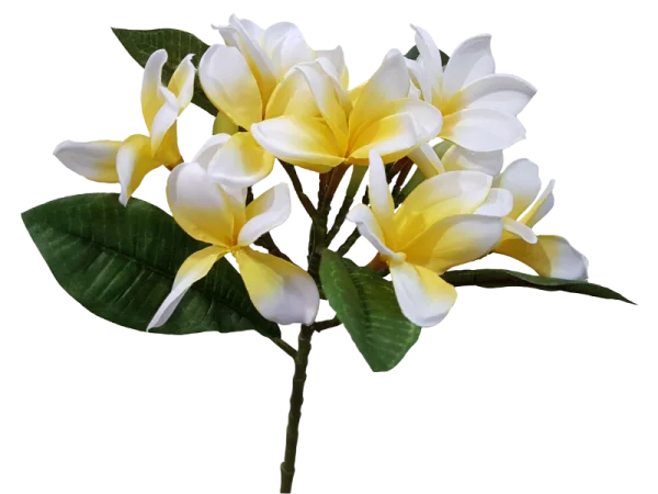 Plumeria Flowers PNG Transparent Background