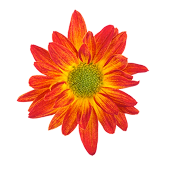 Vibrant Red and Yellow Flower PNG