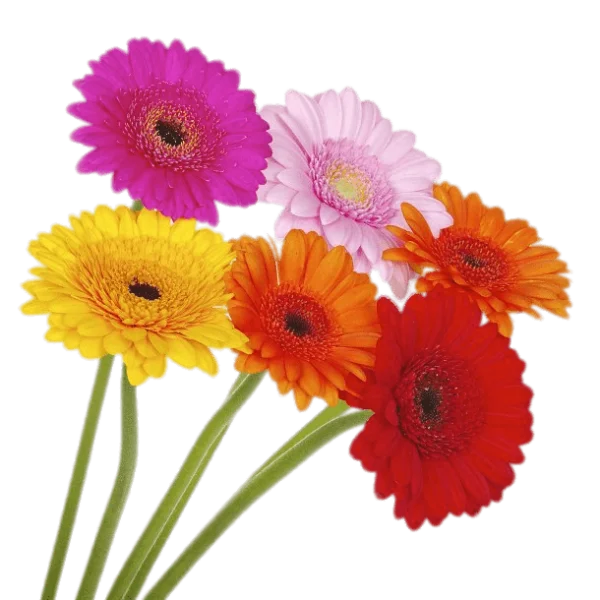 Colorful Gerbera Daisy Bouquet PNG Transparent Background