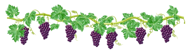 Grape Vine Border with Purple Grapes PNG Transparent