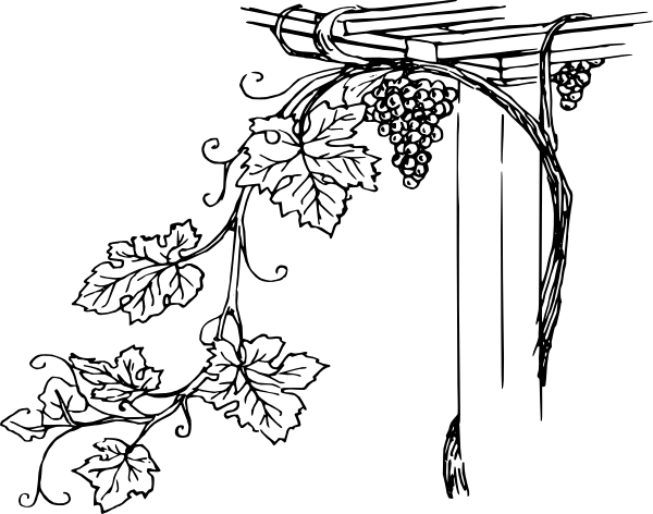 Grape Vine and Trellis Corner Line Art PNG