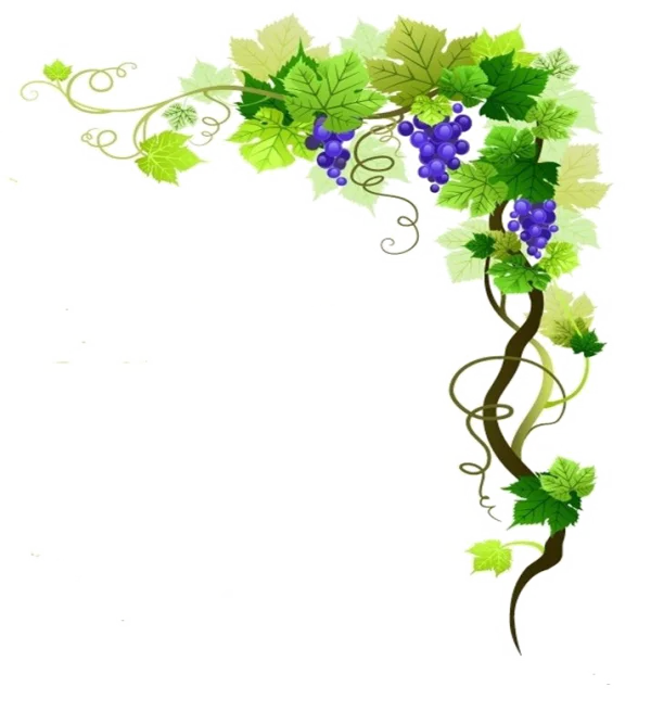 Decorative Grape Vine Corner PNG