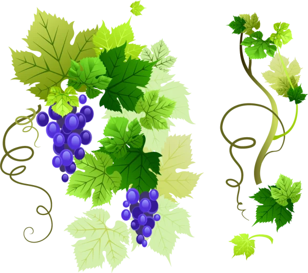Grape Vine and Grapes PNG Transparent Background