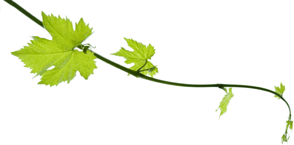 Green Grape Vine Branch PNG Transparent Background