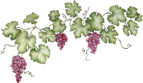 Grape Vine with Purple Grapes PNG