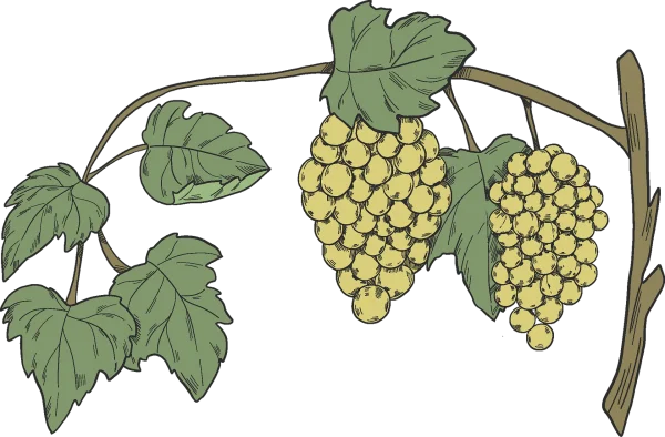 Illustrated White Grapes on Vine PNG