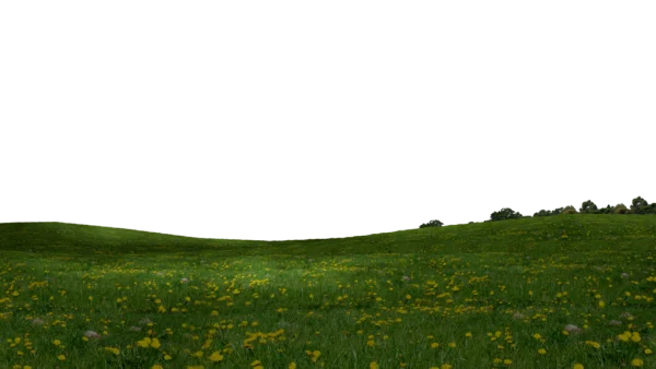Grassy Hill with Dandelions PNG Transparent Background