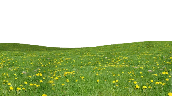 Green Meadow with Yellow Dandelions PNG Transparent Background