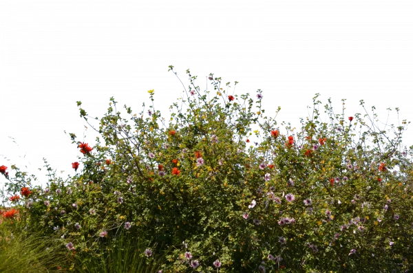 Colorful Flower Bush Transparent PNG